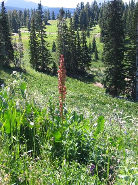 Rumex paucifolius